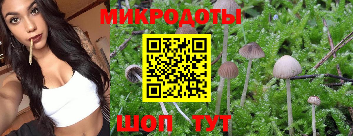Псилоцибиновые грибы Psilocybine cubensis Балтийск